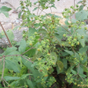 제주진득찰(Sigesbeckia orientalis L.) : 봄까치꽃