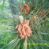 소나무(Pinus densiflora Siebold & Zucc.) : 설뫼