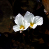 물질경이(Ottelia alismoides (L.) Pers.) : 산들꽃