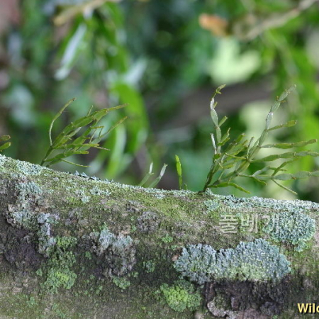 동백나무겨우살이(Korthalsella japonica (Thunb.) Engl.) : 노루발