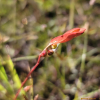 여우주머니(Phyllanthus ussuriensis Rupr. & Maxim.) : 산들꽃