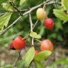 이스라지(Prunus japonica var. nakaii (H.Lev.) Rehder) : 현촌