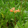 백양꽃(Lycoris sanguinea var. koreana (Nakai) T.Koyama) : 김새벽