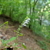 산골무꽃(Scutellaria pekinensis Maxim. var. transitra (Makino) H.Hara) : 통통배