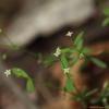 좀네잎갈퀴(Galium gracilens (A.Gray) Makino) : 무심거사