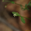 좀네잎갈퀴(Galium gracilens (A.Gray) Makino) : 무심거사