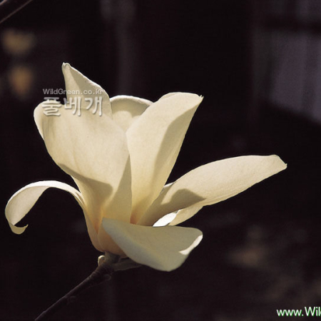 백목련(Magnolia denudata Desr.) : 河志