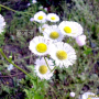 개망초 : 꽃사랑한동구