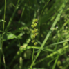 타래사초(Carex maackii Maxim.) : 도리뫼