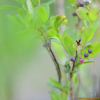 들쭉나무(Vaccinium uliginosum L.) : 통통배