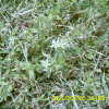 유럽점나도나물(Cerastium glomeratum Thuill.) : 별꽃