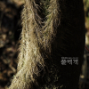 송악(Hedera rhombea (Miq.) Bean) : 통통배