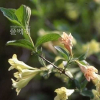 병꽃나무(Weigela subsessilis L.H.Bailey) : kplant1