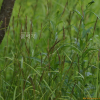 곱슬사초(Carex glabrescens Ohwi) : 설뫼