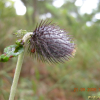 수리취(Synurus deltoides (Aiton) Nakai) : 산들꽃