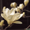 백목련(Magnolia denudata Desr.) : 河志