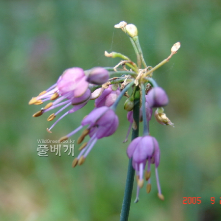 한라부추(Allium taquetii H.L?v. & Vaniot) : 현촌
