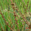 털부처꽃(Lythrum salicaria L.) : 벼루