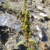 비름(Amaranthus mangostanus L.) : 塞翁之馬