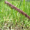띠(Imperata cylindrica (L.) Raeusch.) : 들국화