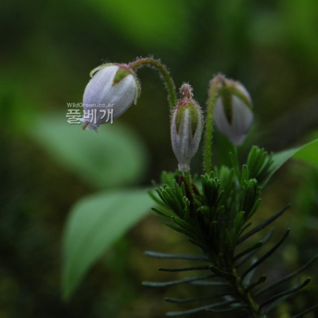 흰가솔송(Phyllodoce caerulea for. albida Uyeki) : 통통배