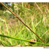 올챙이고랭이(Schoenoplectus juncoides (Roxb.) Palla) : 무심거사