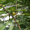 무화과나무(Ficus carica L.) : 塞翁之馬