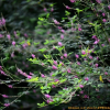 큰낭아초(Indigofera bungeana Walp.) : 꽃사랑