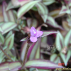 얼룩닭의장풀(Tradescantia fluminensis) : 산들꽃