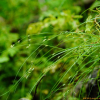 층실사초(Carex remotiuscula Wahlenb.) : 도리뫼