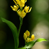 금난초(Cephalanthera falcata (Thunb. ex A.Murray) Blume) : 바지랑대