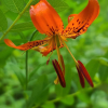 털중나리(Lilium amabile Palib.) : 추풍