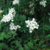 가는잎조팝나무(Spiraea thunbergii Siebold ex Blume) : 여울목