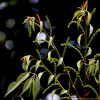 모밀잣밤나무(Castanopsis cuspidata (Thunb.) Schottky) : 여울목