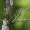 동백나무겨우살이(Korthalsella japonica (Thunb.) Engl.) : 풀잎사랑