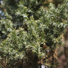 섬향나무(Juniperus chinensis var. procumbens (Siebold) Endl.) : 꽃사랑