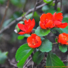 풀명자(Chaenomeles japonica (Thunb.) Lindl. ex Spach) : 꽃사랑