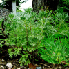 갯제비쑥(Artemisia littoricola Kitam.) : 무심거사