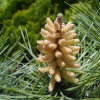 소나무(Pinus densiflora Siebold & Zucc.) : 설뫼
