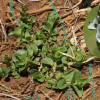좀개불알풀(Veronica serpyllifolia L.) : 풀잎사랑