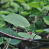 양다래(Actinidia deliciosa) : 산들꽃