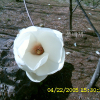 백목련(Magnolia denudata Desr.) : 현촌