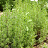 사철쑥(Artemisia capillaris Thunb.) : 들국화