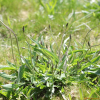 창질경이(Plantago lanceolata L.) : 추풍