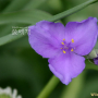 자주달개비 : 꽃사랑한동구
