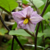 가지(Solanum melongena L.) : 塞翁之馬