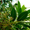 담팔수(Elaeocarpus sylvestris var. ellipticus (Thunb.) H.Hara) : 청암