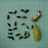 깽깽이풀(Jeffersonia dubia (Maxim.) Benth. & Hook.f. ex Baker & S.Moore) : 푸른산야