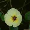 물양귀비(Hydrocleys nymphoides (Humb. & Bonpl. ex Willd.) Buchenau) : 산들꽃