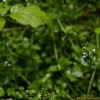 방패꽃(Veronica serpyllifolia subsp. humifusa) : 통통배